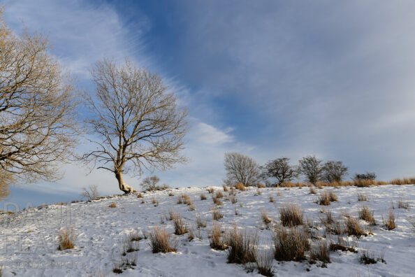 Garth Hill Snow Jan 21